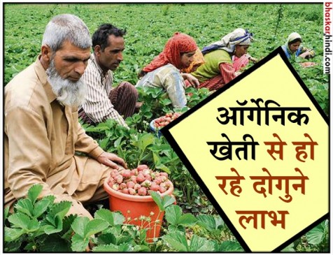 घाटी के इन किसान भाइयों ने ऑर्गेनिक खेती में किया कमाल घाटी के इन किसान भाइयों ने ऑर्गेनिक खेती में किया कमाल