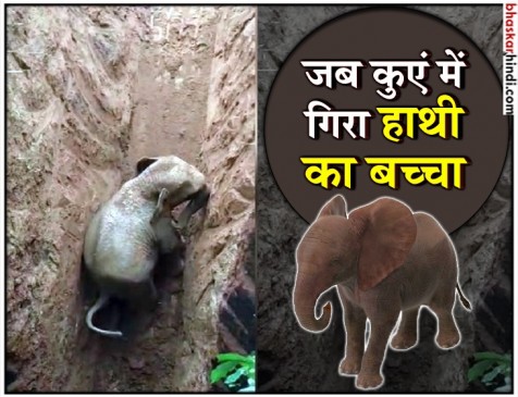 कुएं में गिरा हाथी का बच्चा, रेस्क्यू कर निकाला बाहर