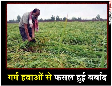 यूपी में भीषण गर्मी से हुआ धान की खेती का बुरा हाल 
