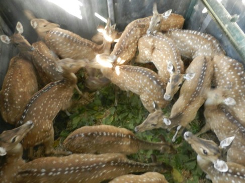 Pench National Park management is shifting Chital to other park