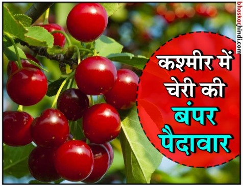 कश्मीर में चेरी पर हुई कुदरत मेहरबान कश्मीर में चेरी पर हुई कुदरत मेहरबान