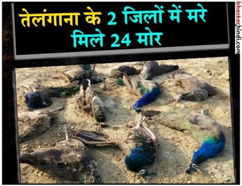तेलंगाना: 10 दिन के अंदर मरे 24 मोर, कीटनाशक खाने की आशंका तेलंगाना: 10 दिन के अंदर मरे 24 मोर, कीटनाशक खाने की आशंका