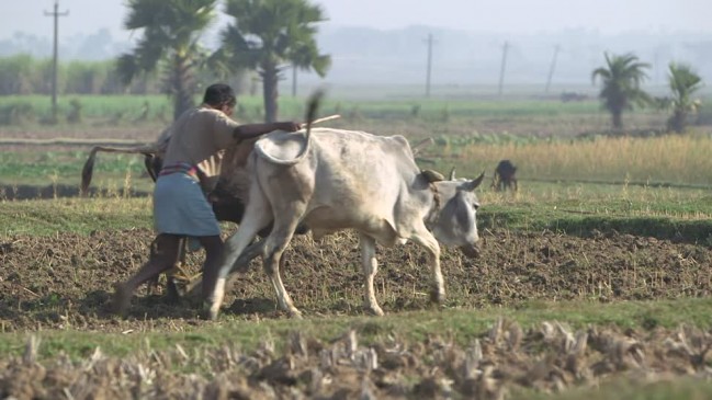 According to the new law farmers are going to become land owner According to the new law farmers are going to become land owner