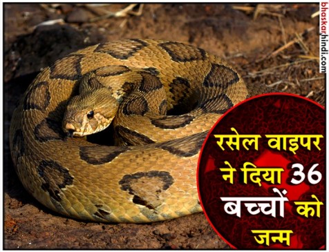 अजब-गजब : रसेल वाइपर सांप ने 36 बच्चों को दिया जन्म, सभी सुरक्षित अजब-गजब : रसेल वाइपर सांप ने 36 बच्चों को दिया जन्म, सभी सुरक्षित