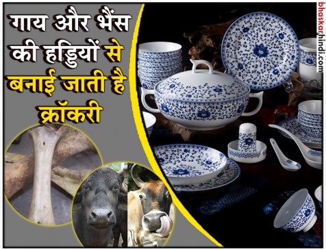 गाय और भैंस की हड्डियों से बनी क्रॉकरी में पीते हैं आप चाय गाय और भैंस की हड्डियों से बनी क्रॉकरी में पीते हैं आप चाय