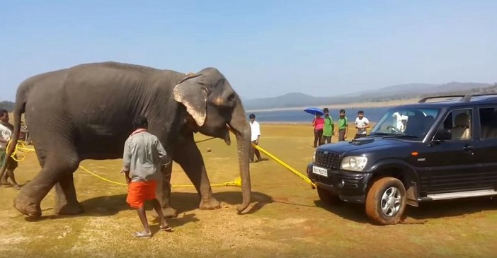 जब हाथी ने Mahindra scorpio को मुसीबत से निकाला