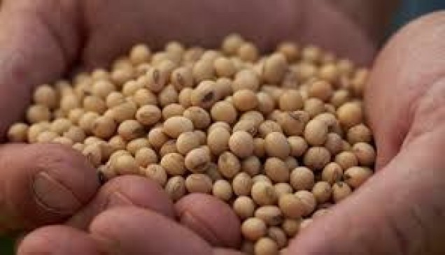 Farmers are facing the problems of bogus seeds of mahabeej seeds