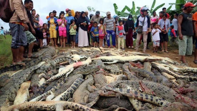 इंडोनेशिया: गुस्साई भीड़ ने 292 मगरमच्छों का कत्ल कर लिया मौत का बदला