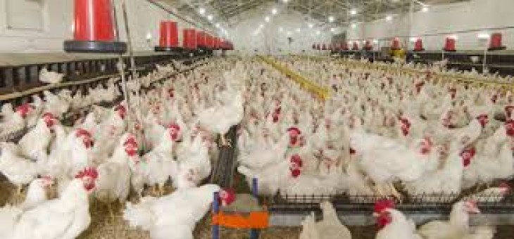 No arrangement for control of poultry farm near of maharashtra government