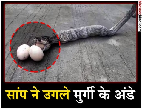 इस सांप ने महज 27 सेकेंड में उगले 9 अंडे, देखिए VIDEO इस सांप ने महज 27 सेकेंड में उगले 9 अंडे, देखिए VIDEO
