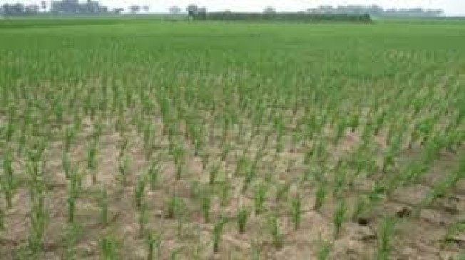 विदर्भ जमकर बरस रहे मेघ, गोंदिया के किसानों को दमदार बारिश का इंतजार