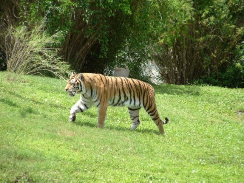 Tigers are attacking on the villagers during searching of food