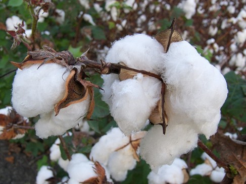 Vidarbha farmers fate will now shine with organic white gold