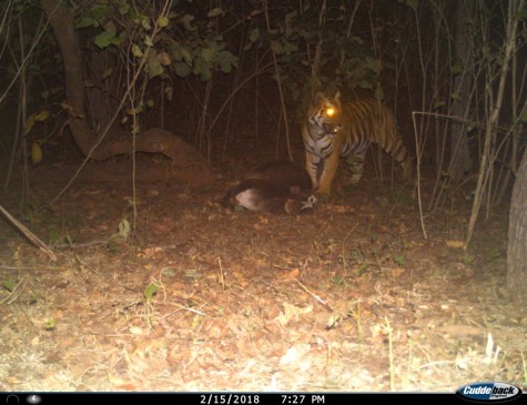 अंतर्राष्ट्रीय बाघ गणना : छिंडवाड़ा जिले के जंगल में 20 बाघ, 169 तेंदुए