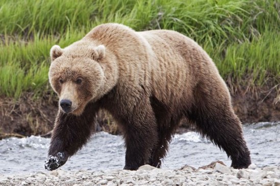 50 year man fights back on the attack of bears and saves his life