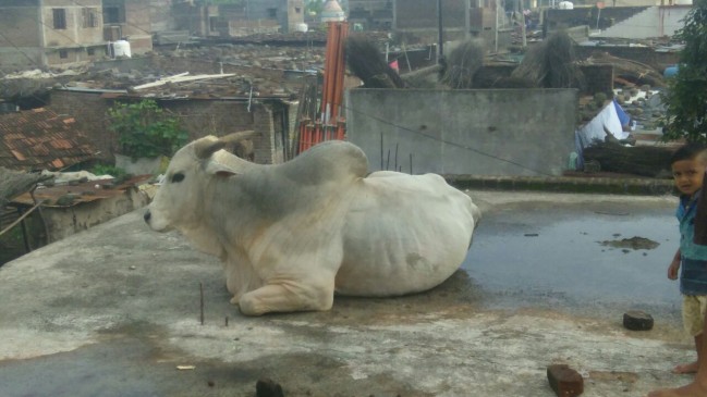 A 60 year old man in Yavatmal died due to the bull superstition