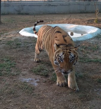 Artificial leg will be fix to Tiger Sahebrao, it will be easy to walk