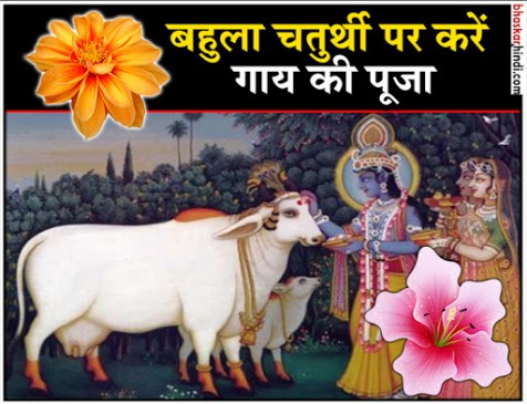 बहुला चतुर्थी व्रत: संतान और ऐश्वर्य की प्राप्ति के लिए करें गाय माता की पूजा बहुला चतुर्थी व्रत: संतान और ऐश्वर्य की प्राप्ति के लिए करें गाय माता की पूजा