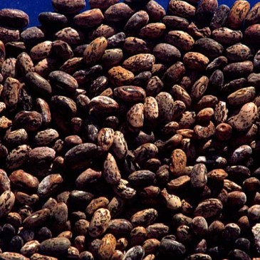 Bond Worm found on cotton crops using Rifuji seed