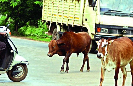 Cattle sitting on road will be sent to cattle shed after tagging
