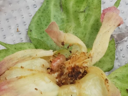 Cotton farmers are struggling with the dendu worm attack on crops