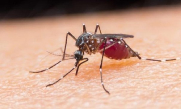Disease are increasing rapidly 7 dengue and 3 malaria patient found