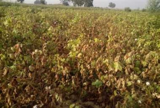Government plans to save cotton crop from bond worms - Kumbhare