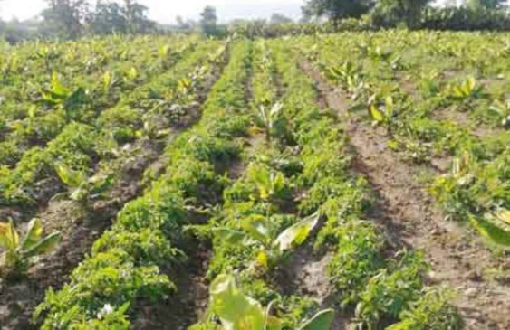 Government to promote organic farming in Vidarbha districts - Cabinet Approves
