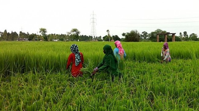 Government will encourage the farmers who produce good seeds