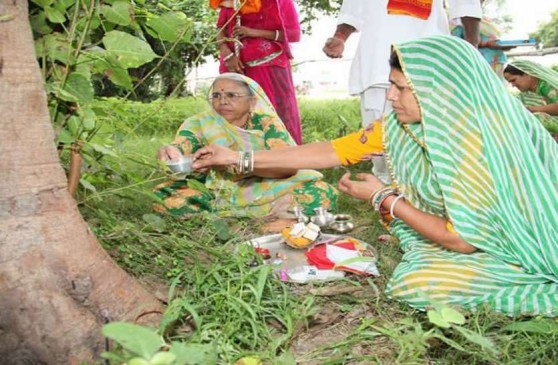 हरियाली अमावस्या: महत्व और कौन-कौन से पौधे करें रोपित हरियाली अमावस्या: महत्व और कौन-कौन से पौधे करें रोपित