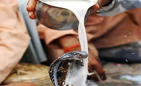 दूध पिलाने से जा सकती है सांप की जान, जानिए पूजा का शुभ मुहूर्त दूध पिलाने से जा सकती है सांप की जान, जानिए पूजा का शुभ मुहूर्त