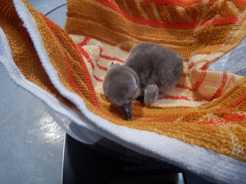 Penguin took birth first time in India, Born from egg in Mumbais zoo