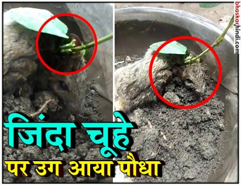 कुदरत का अनोखा करिश्मा, चूहे की गर्दन पर सोयाबीन का पेड़ कुदरत का अनोखा करिश्मा, चूहे की गर्दन पर सोयाबीन का पेड़