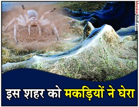 OMG! मकड़ी के जालों से भर गया एक पूरा शहर