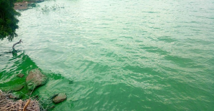 Administration is in tension due to sudden pollution of Amal Nala dam