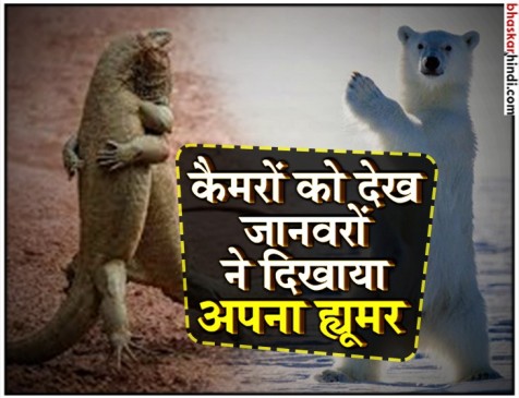 जब कैमरों को देख कर जानवरों ने की ऐसी-ऐसी हरकतें, हंसी रोक नहीं पाएंगे आप जब कैमरों को देख कर जानवरों ने की ऐसी-ऐसी हरकतें, हंसी रोक नहीं पाएंगे आप