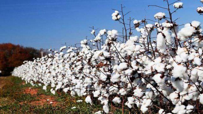 Cotton crops in 519 villages are also affected by insects this year