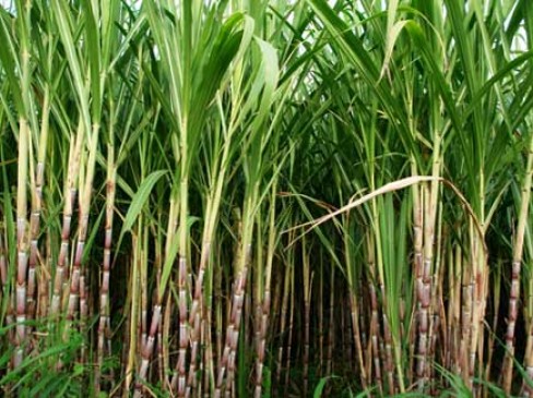 Dispute between representatives of farmers and factory Mill owners regarding price