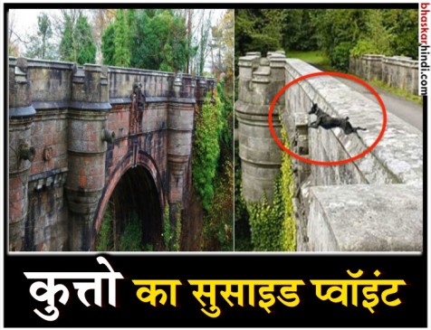 क्यों इस जगह आकर कुत्ते कर लेते हैं सुसाइड? क्यों इस जगह आकर कुत्ते कर लेते हैं सुसाइड?