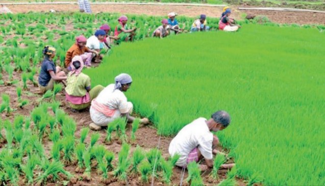 For Group farming, farmers will get prizes, regular Court Approves In Buldhana