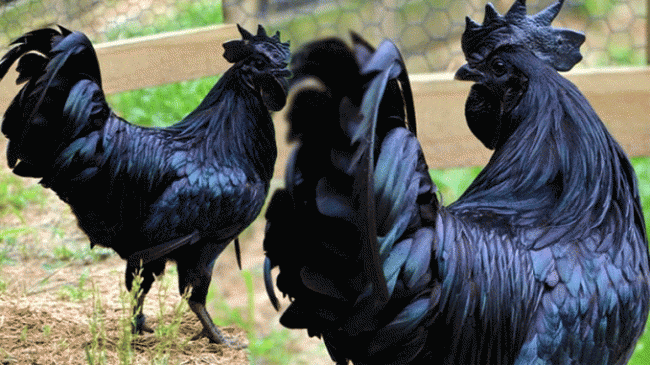 Kadaknath is a cure for many diseases, centers will be opened in tehsils