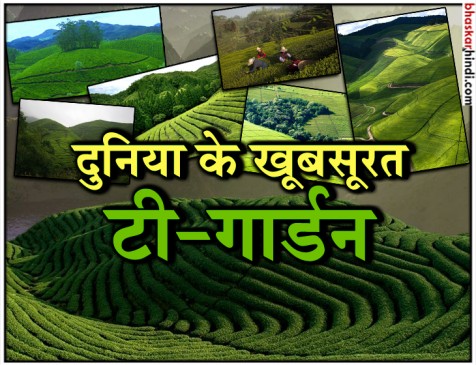 देखिए दुनिया 10 बेहतरीन और खूबसूरत टी गार्डन्स देखिए दुनिया 10 बेहतरीन और खूबसूरत टी गार्डन्स