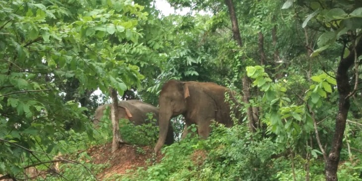 गांवों में नुकसान पहुंचा रहा हाथियों का झुण्ड, किसान पर बोला हमला