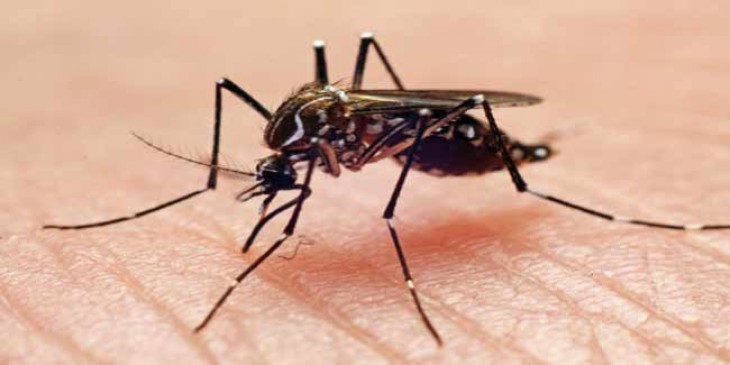 घर-घर जाकर डेंगू के लार्वा नष्ट करने जुटा प्रशासन, स्वास्थ्य समिति सभापति  ने दिए निर्देश 