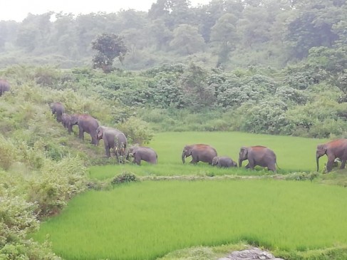 शहडोल जिले में घुसे छत्तीसगढ़ से आए 17 जंगली हाथी, लोगों में खौफ का माहौल