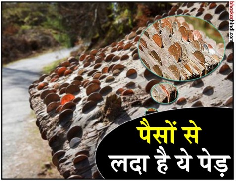 पैसों से लदा है 1700 साल पुराना ये पेड़