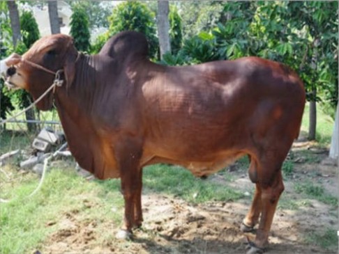 डेनमार्क से मंगाए गए 2 बुल्स, लाखों गायों का हो सकता है कृत्रिम गर्भाधान