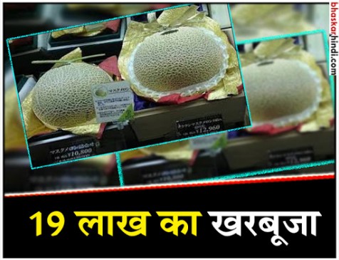 oh no! ये खरबूजा है 19 लाख का, जानिए क्यों