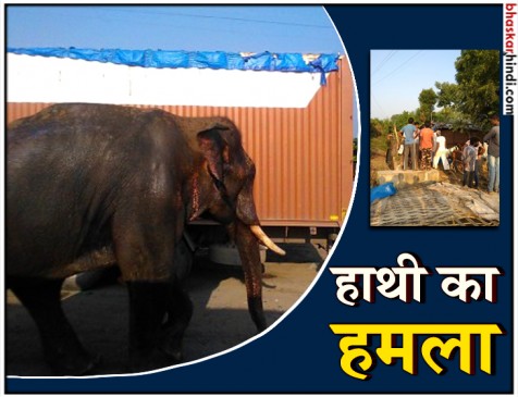 हत्यारी बाघिन को  पकड़ने लाए थे हाथी, उसी ने महिला को पटककर मार डाला