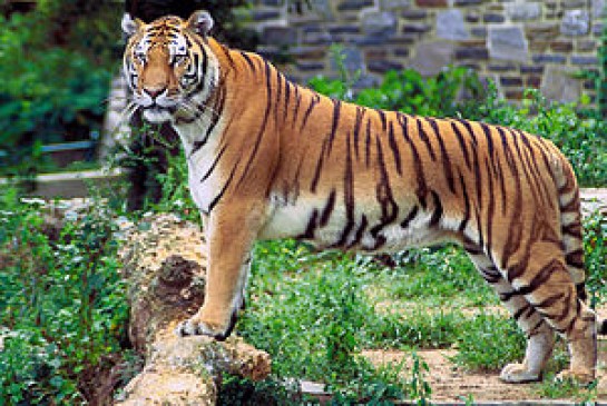 fear of Tiger and leopard in amravati district of maharashtra